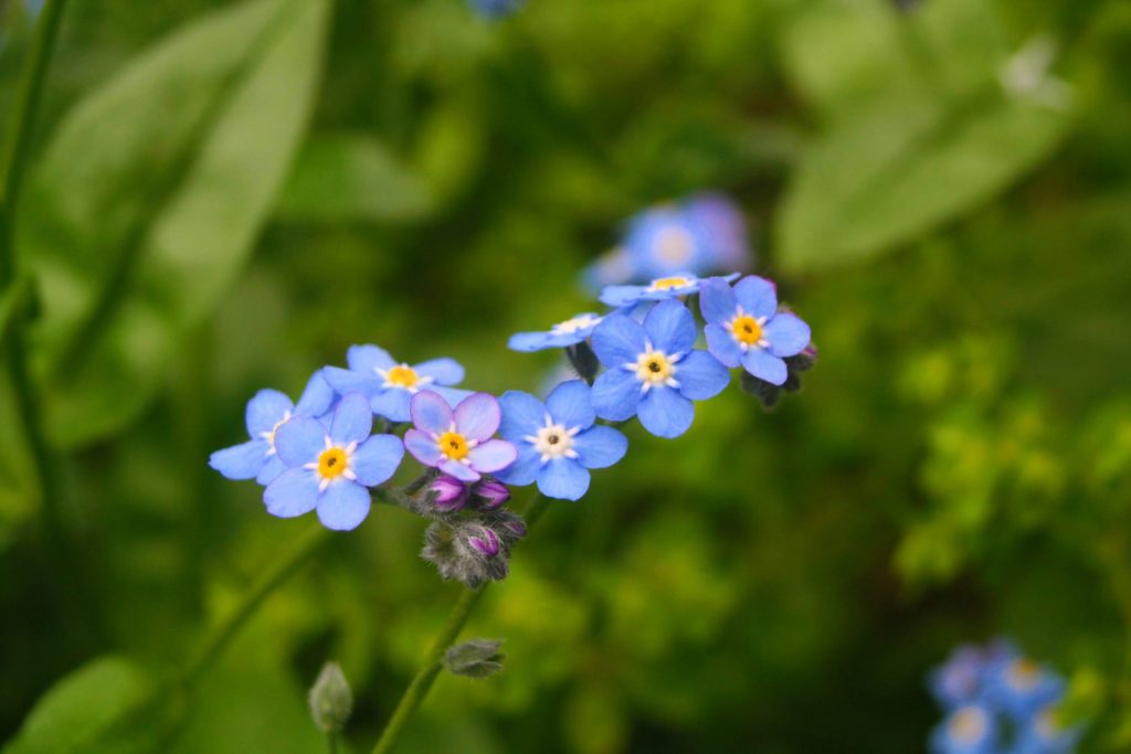 Forget me not flowers with foliage